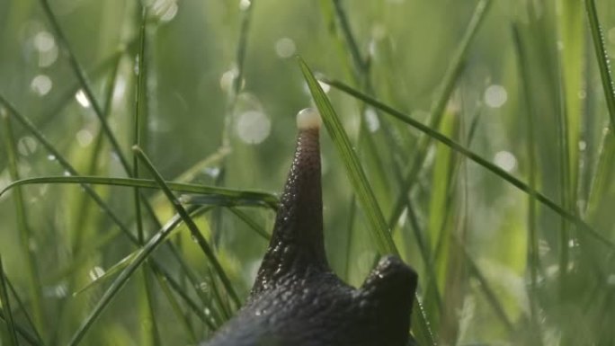 可爱的大美丽蜗牛的特写镜头，触角移动。创意。令人惊叹的可爱的鼻涕虫在模糊的绿草背景与水滴