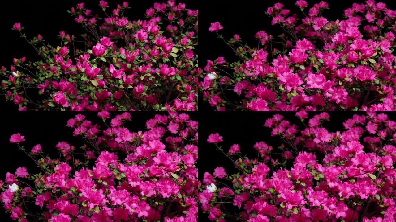 盛开的粉红色杜鹃花simsii Planch花 (印度Azale或Sims's Azalea) 从芽