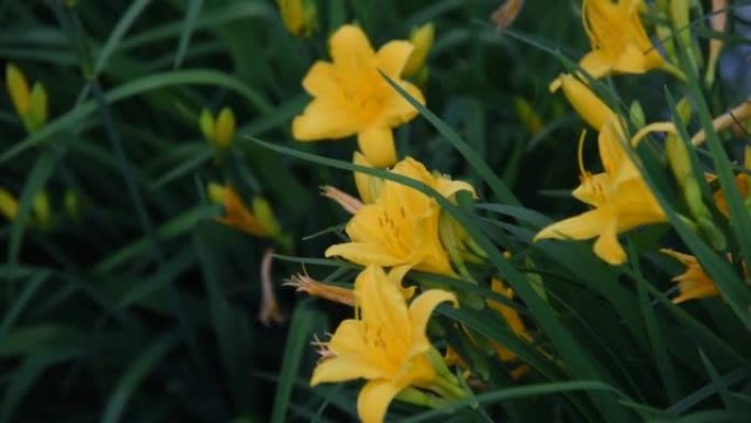 黄色黄花菜花在夏日花园的风中