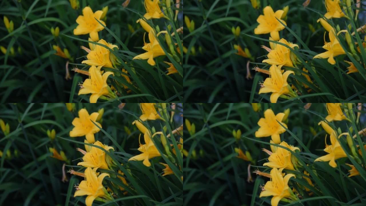 黄色黄花菜花在夏日花园的风中