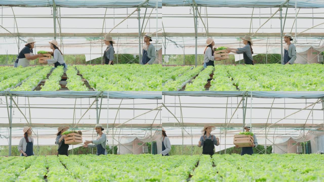 一群亚洲农民在蔬菜水培农场工作。迷人的年轻农业家男人和女人在温室里看着和检查绿色橡树的质量。农业经营