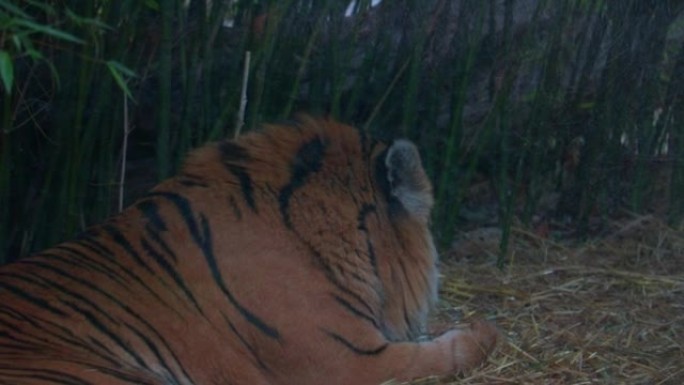 美丽的掠食性猫是老虎。他洗爪子