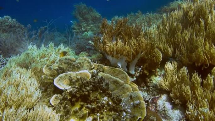 印度尼西亚拉贾安帕特 (Raja Ampat) 热带岛屿悬垂下充满活力的黄色软珊瑚