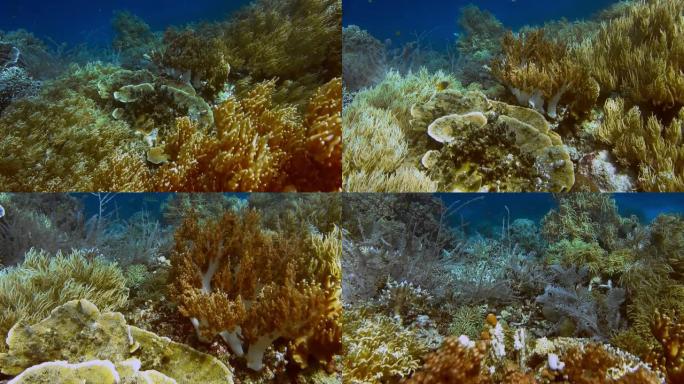 印度尼西亚拉贾安帕特 (Raja Ampat) 热带岛屿悬垂下充满活力的黄色软珊瑚