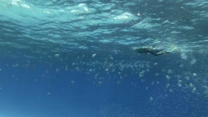 浮潜的女人游泳，看着小鱼在珊瑚礁附近富含浮游生物的地表水中进食。视觉上可分辨的浮游生物丰富的水层 (
