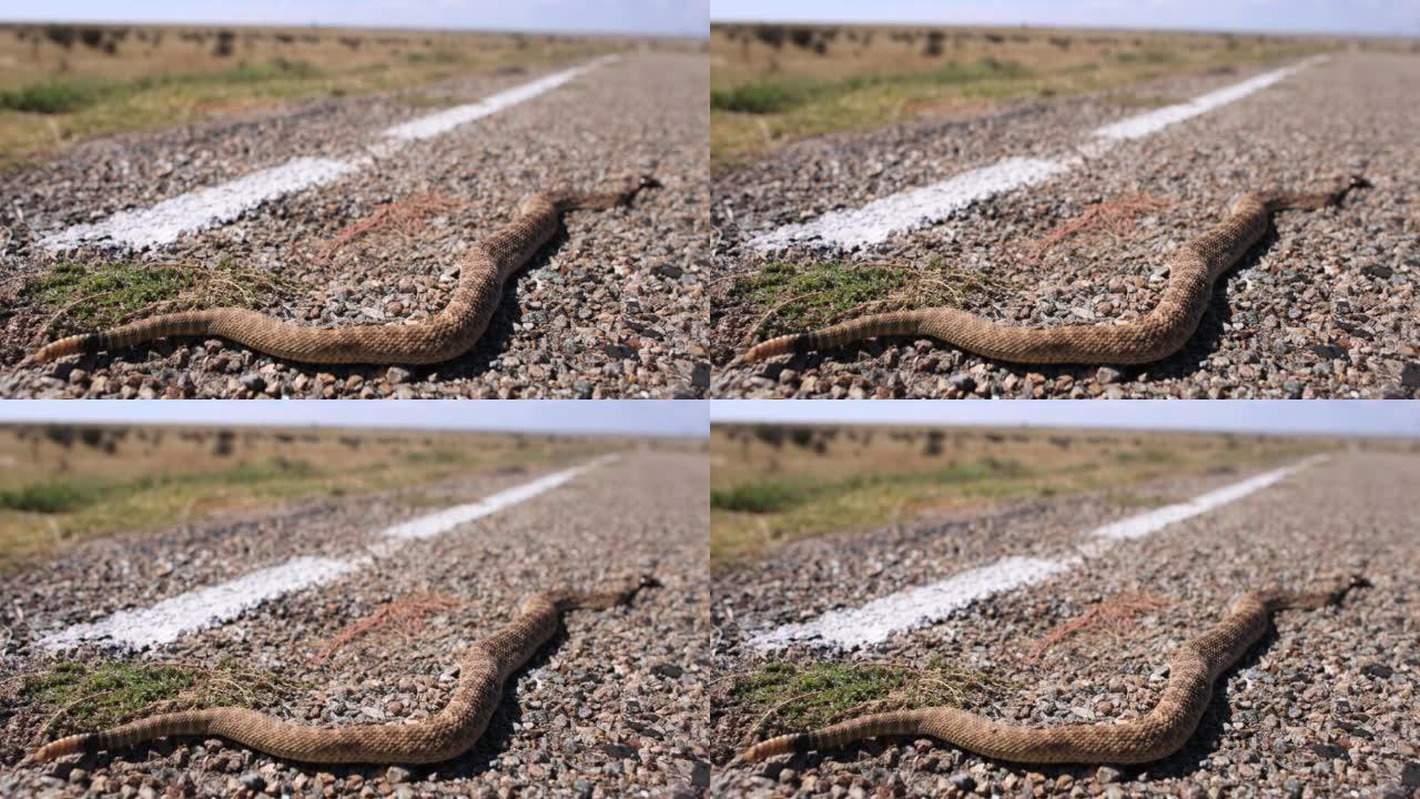 德克萨斯州的响尾蛇