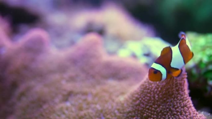 尼莫鱼在海里的珊瑚周围游动。