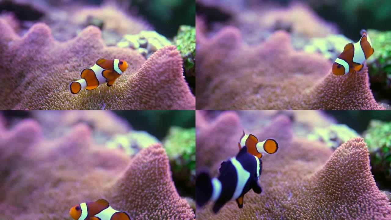 尼莫鱼在海里的珊瑚周围游动。