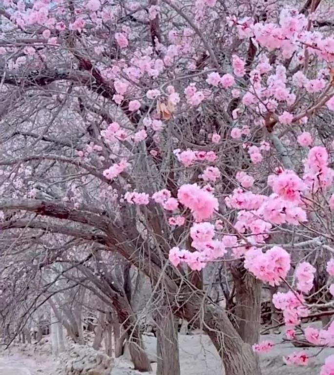 杏花树春天盛开百年老树
