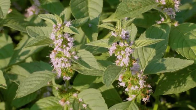 南部乌拉尔，盛开的野生薄荷 (Mentha arvensis)。