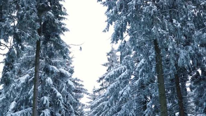 寒冷的夜晚过后，德国在深冬被白雪覆盖的树林，背景