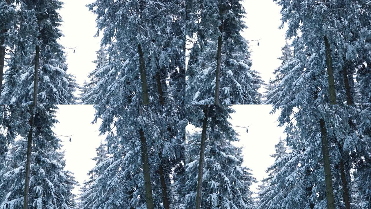 寒冷的夜晚过后，德国在深冬被白雪覆盖的树林，背景