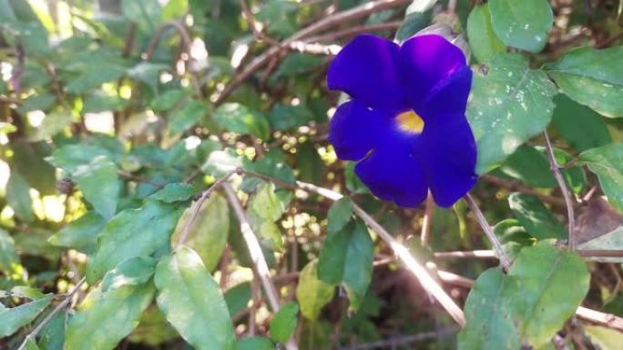 thunbergia erecta或时钟藤的花