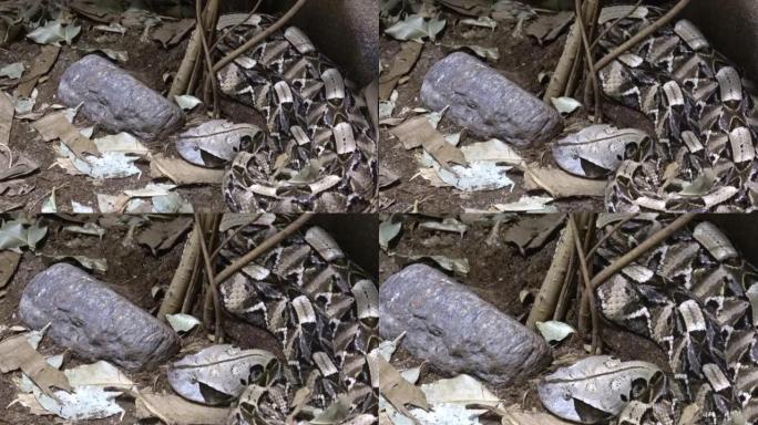 Gaboon viper，bitis gabonica rhinoceros隐藏在潜伏在猎物中的叶子