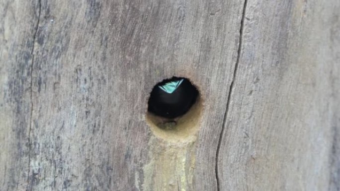 木匠蜜蜂通过钻木头打洞筑巢。