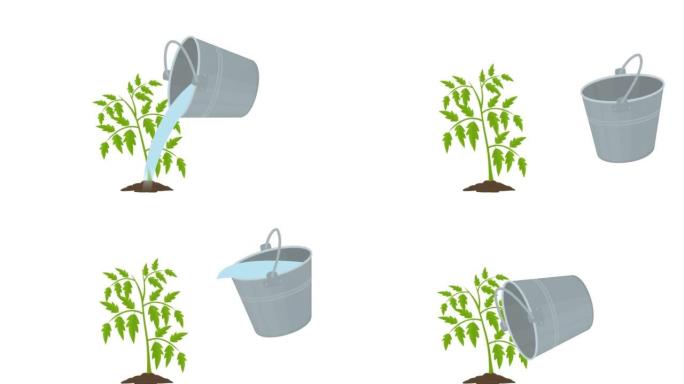 用水浇灌植物。园艺动画。卡通