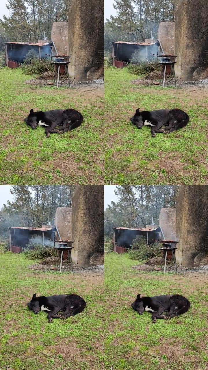 绝对宁静的狗安静地躺在草地上睡觉，烧烤在背景中烹饪，烟雾轻轻地升起