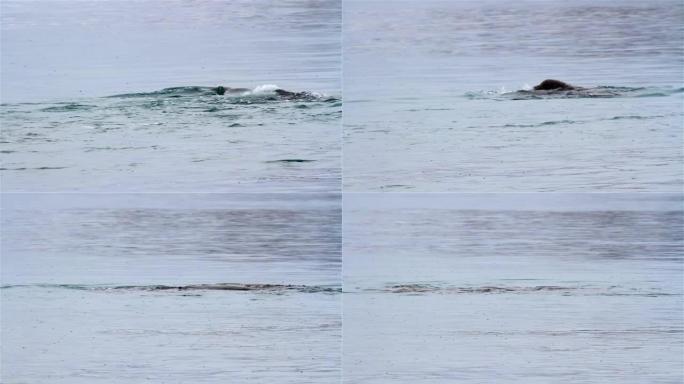 海象青年在斯瓦尔巴群岛的北极水中游泳