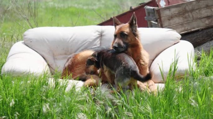 纯种的德国牧羊犬和流浪狗躺在草地上的沙发上。住在垃圾桶里的无家可归的狗的肖像。在垃圾背景上遇见动物