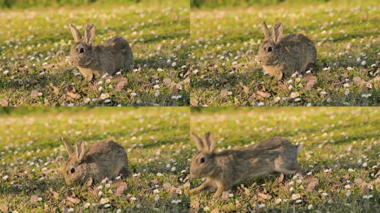 兔子在公园或森林里奔跑。复活节视频可爱的兔子