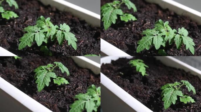 给西红柿浇水的幼苗。你可以看到土壤是如何吸收水分的。公寓里的花园。特写