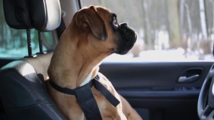 拳击手狗坐在驾驶座上环顾四周。
