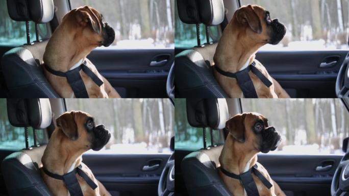 拳击手狗坐在驾驶座上环顾四周。