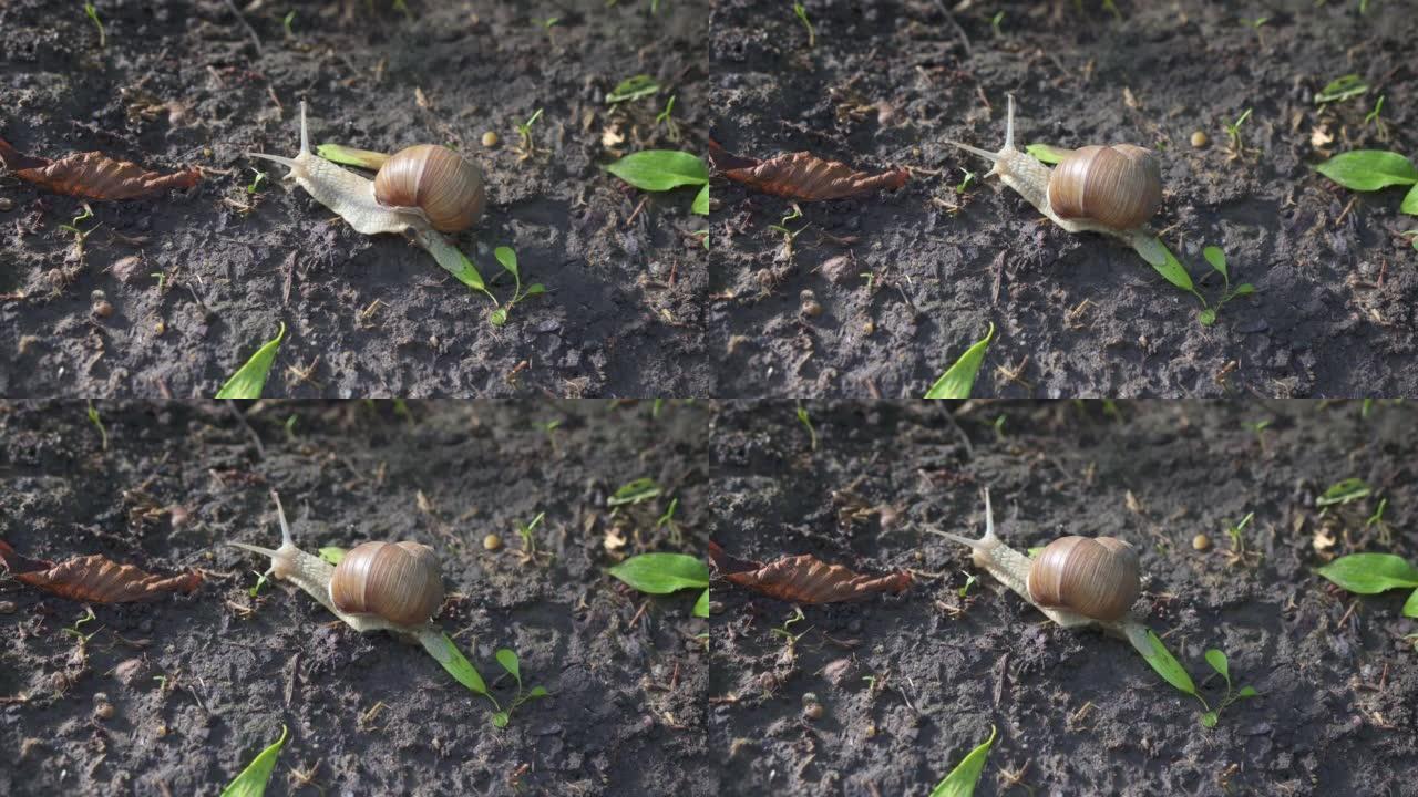 4k中带壳蜗牛在土壤地面上爬行的特写