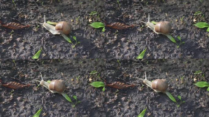 4k中带壳蜗牛在土壤地面上爬行的特写