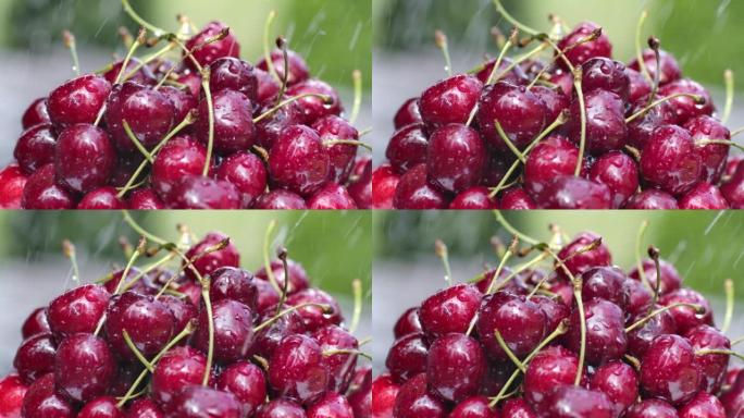新鲜成熟的湿浆果甜樱桃特写户外花园。水滴落在绿色自然背景上的有机红色樱桃。在大自然的外面收获有机甜浆