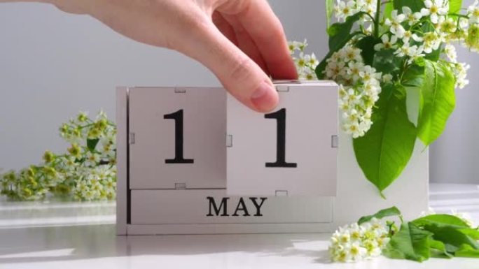 5月11日。女性手在日历上设定日期。春季。白色的立方历在桌上的花。在一个月内更改日期。假日日。日历上