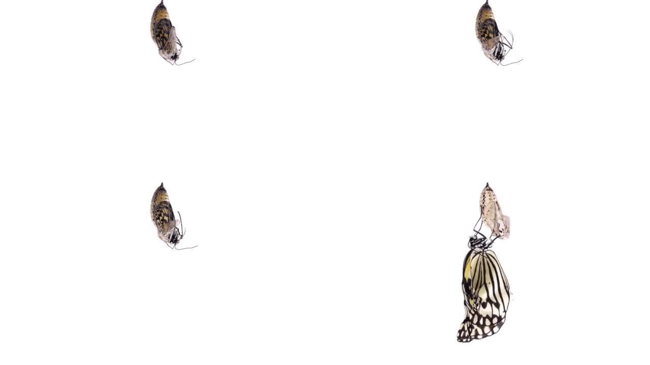 “树若虫蝴蝶” 出现的4k延时视频。