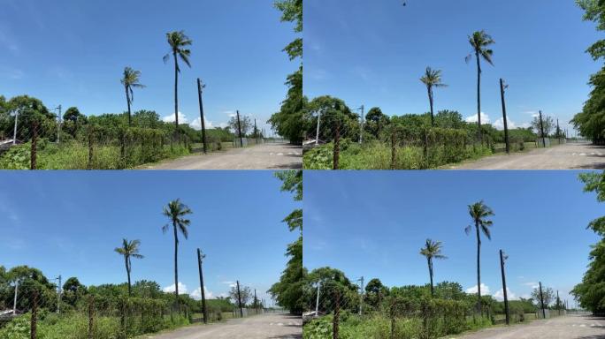 路边的椰子树，被风吹动
