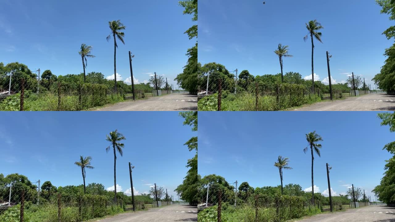 路边的椰子树，被风吹动