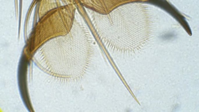 显微镜下的家蝇腿。Musca palm extreme特写。用一只刺和两个指甲飞手掌。在瞄准镜下飞行