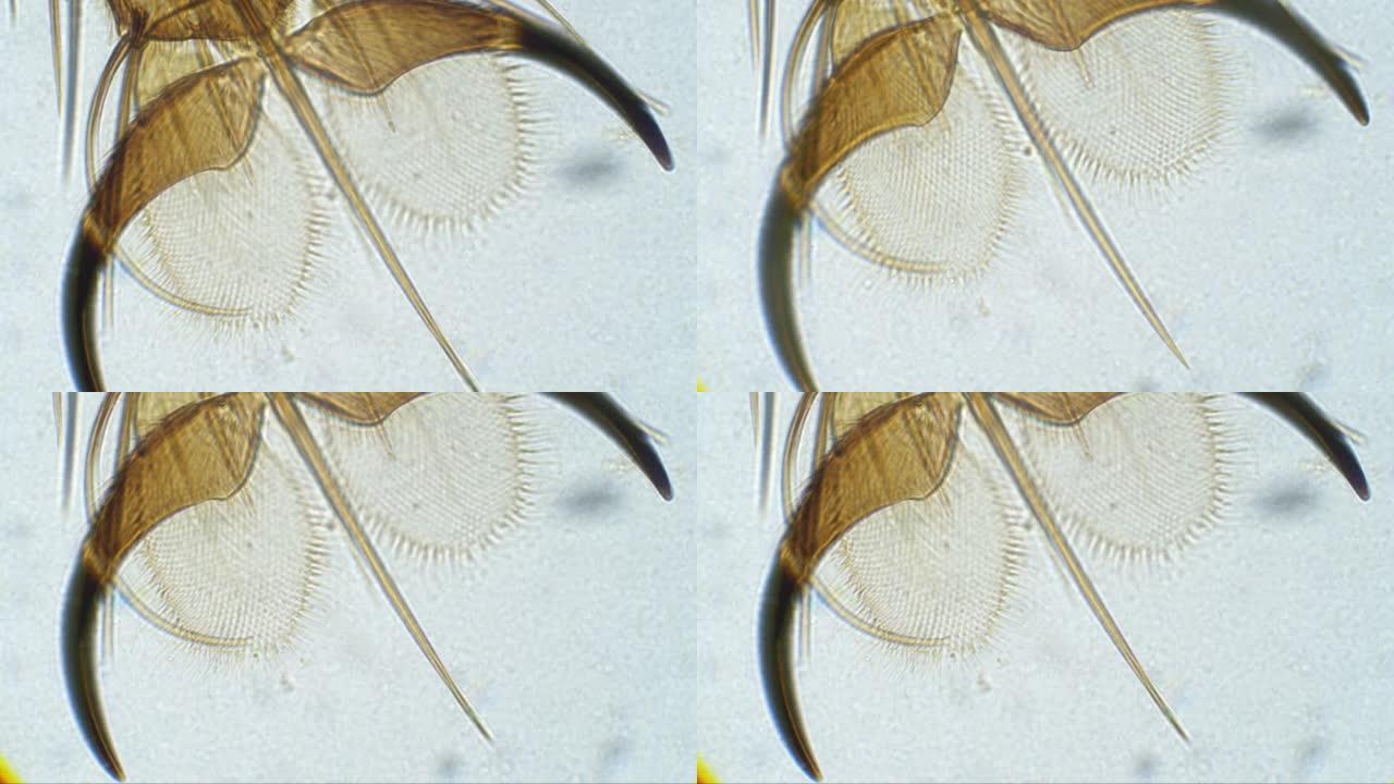 显微镜下的家蝇腿。Musca palm extreme特写。用一只刺和两个指甲飞手掌。在瞄准镜下飞行