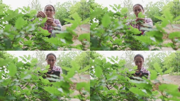 女性生态学家检查橡树。佛瑞斯特在野外工作。生态系统保护和可持续性。