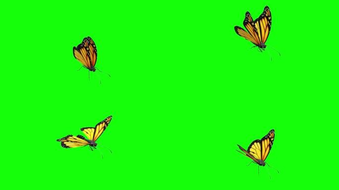 蝴蝶坐在绿色屏幕上