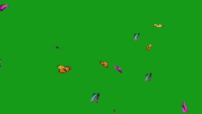 飞行美丽的蝴蝶绿色屏幕运动图形