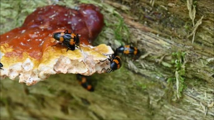 蘑菇上的腐肉甲虫