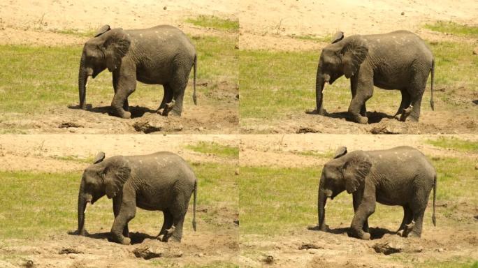 一头大象正试图用它的树干从地上取水
