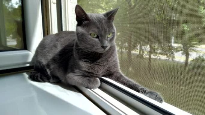 窗户上的俄罗斯蓝猫