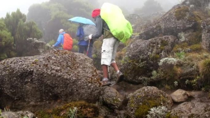 徒步旅行者带着背包和登山杖行走，同时在雾中徒步穿越乞力马扎罗山