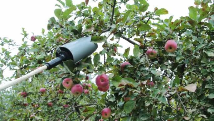 在果园里用摘果机从树上摘苹果。该国的秋收。