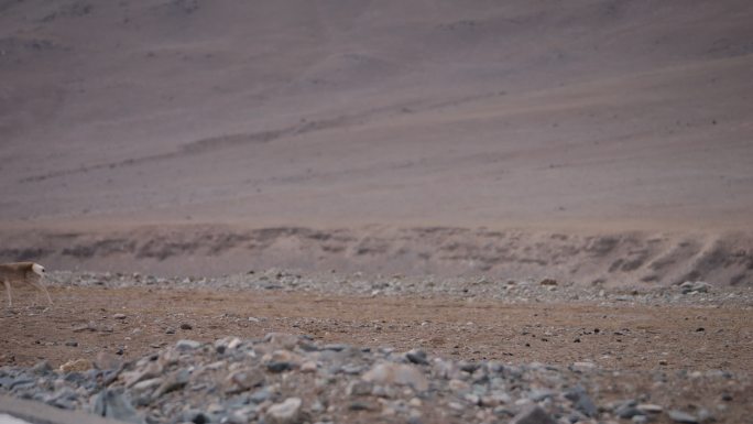 青藏高原 野生动物 青海 生态  藏原羚
