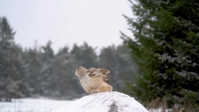 西伯利亚鹰鸮以慢动作降落在雪地上。在寒冷的冬天，用广泛展开的翅膀着陆。野生动物场景。