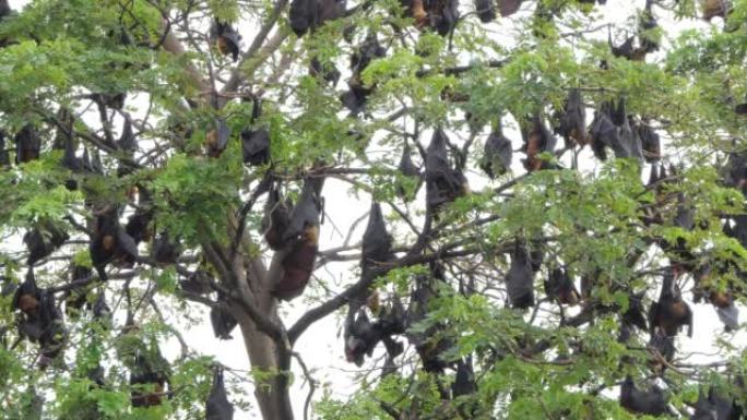 挂在树上的普通飞狐蝙蝠。