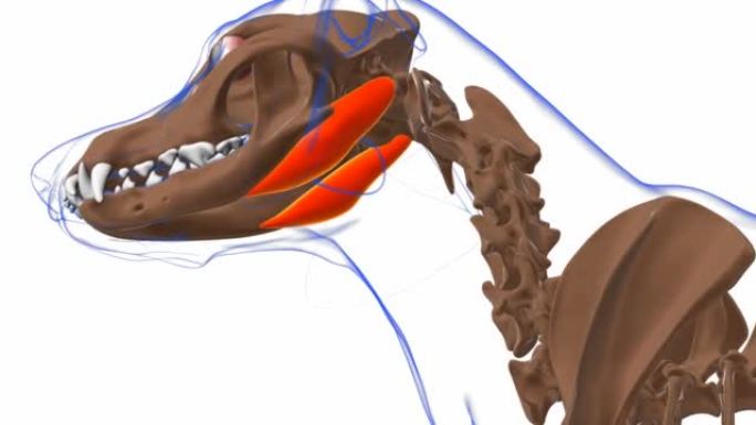 胃肌狗肌肉解剖医学概念3D