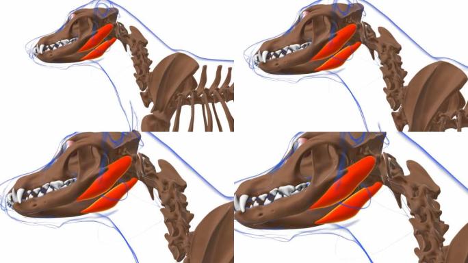 胃肌狗肌肉解剖医学概念3D