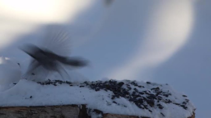 黑帽山雀在冬天的雪地上吃葵花籽，加拿大魁北克